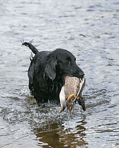 Gotcha