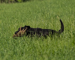 20160604-SEAL-0012.jpg