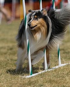 20150614-CCKC-1716.jpg