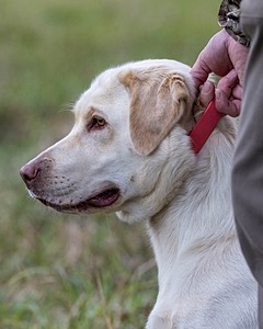 Frankie Field