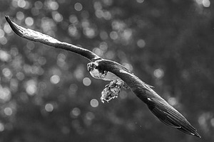 Osprey, Maryland