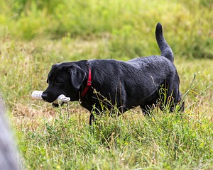 Murphy