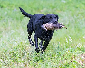 Buddy Bagley