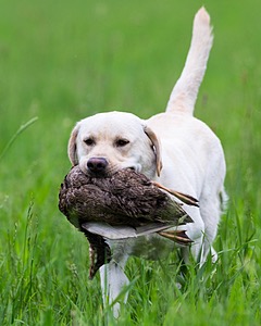 Goose
