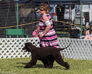 60 - GCH CH All Green Wi'Envy V Alpha Nordic CD RE RATN DS CGCA TKN