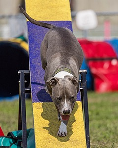 Atticus Mechan