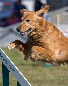 Tazer Kaplan