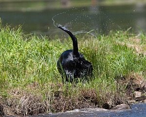 20130602-SEAW-0369.jpg