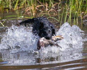 Hunter