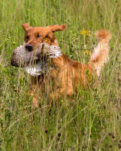 Camo Smollin