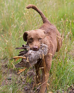 Johnny Terry
