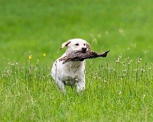 Goose