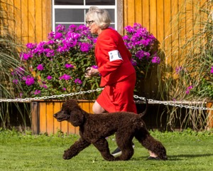 06 - FLINTCREST STEP RIGHT UP (Clara)