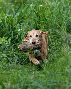 Pippin Moss