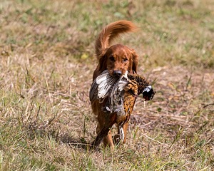 Tracker