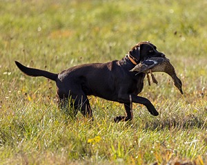 Rimfire's Spoonful of Sugar "Poppy"