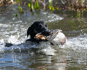 Splash