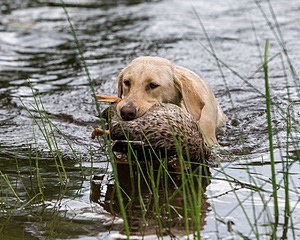 20170603-SHRW-1623.jpg