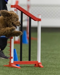 Champ Soccodato