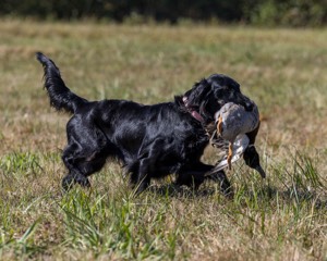 Dolly Partridge