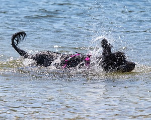 Tango Abruzzese