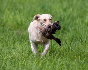 20170603-SHRL-0690.jpg