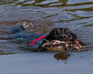 Ty Kegeles