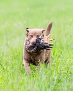 Hunter Law