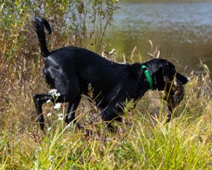 Stella Miles