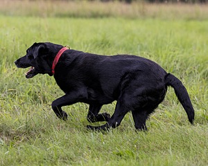 Ben