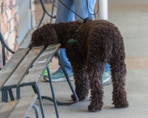 Darcy