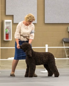 207 - GCH CH Flintcrest First Strike Fintan