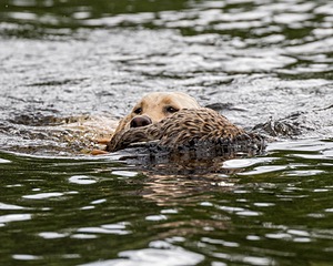 20170603-SHRW-1619.jpg