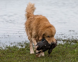 Opie McGee
