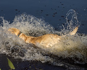 Kristoff Burns