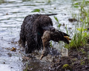 Ghillie Kezer