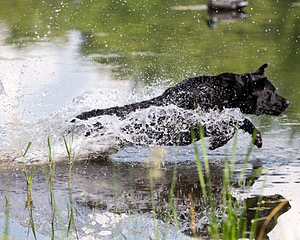 Auto Baker