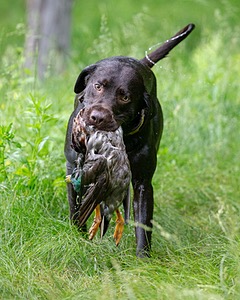 Tucker