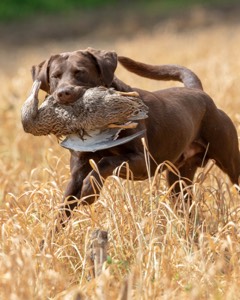 Otter Donlon