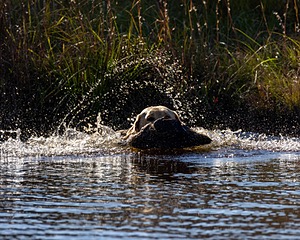 Audi Branch