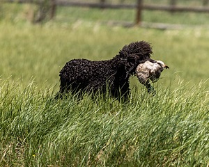 Ghillie