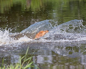 Canoe Terrill