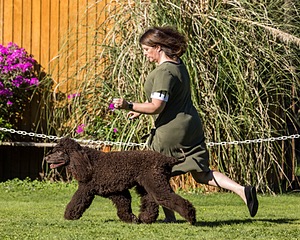 11 - GCH CH BREKKON'S FIRST MARK BN RN CGC TKN (Hunny)