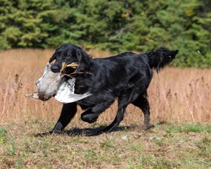 Ruger Bodine