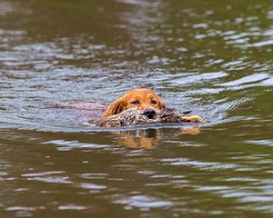 Canoe