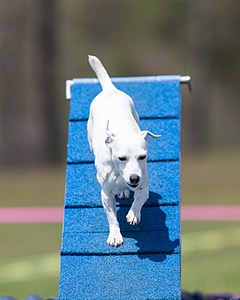 Dixie Labriola