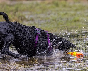 Chica Medeiros