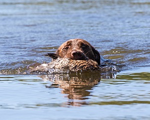 Ava Klein