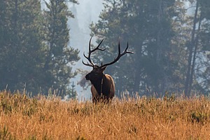 Yellowstone National Park