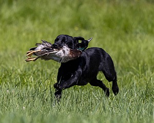 Duke Doyon